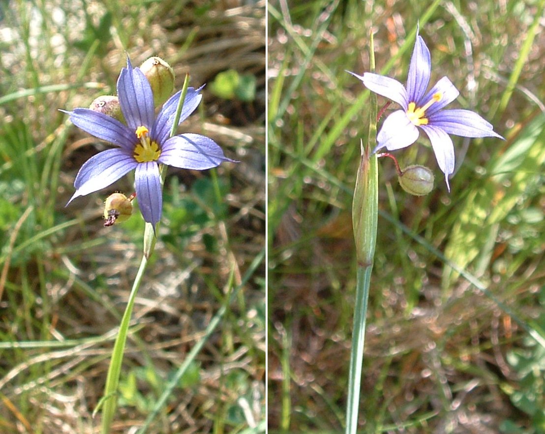 Sisyrinchium montanum